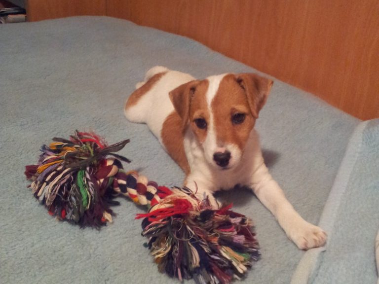 Boncan, adiestramiento, educación y modificación de conducta canina en Barcelona - Adiestramiento Jack Russell