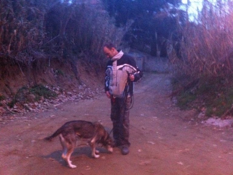 Adiestramiento Boncan perro mezcla