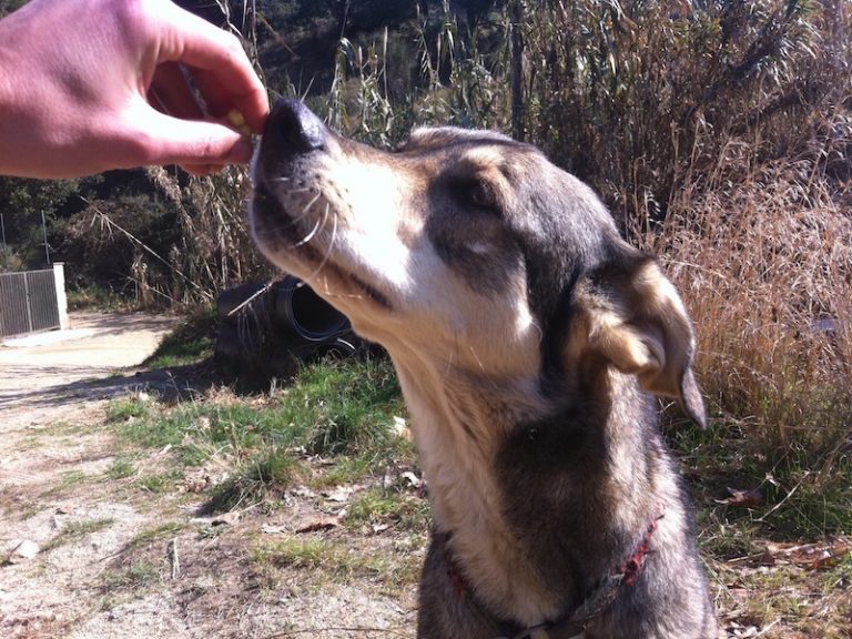 Adiestramiento Boncan perro mezcla Barcelona