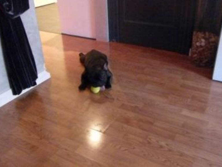 Adiestramiento Boncan perro mezcla Barcelona