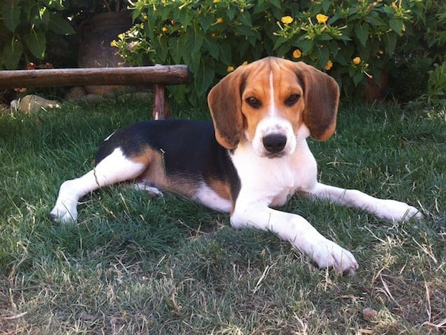 Boncan, adiestramiento, educación y modificación de conducta canina en Barcelona - Adiestramiento Beagle