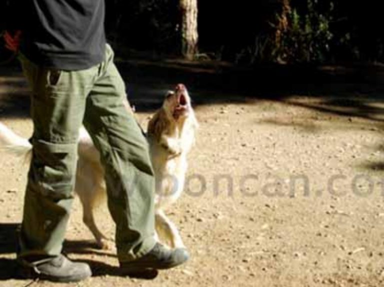 Adiestramiento Boncan Bichón Habanero Barcelona