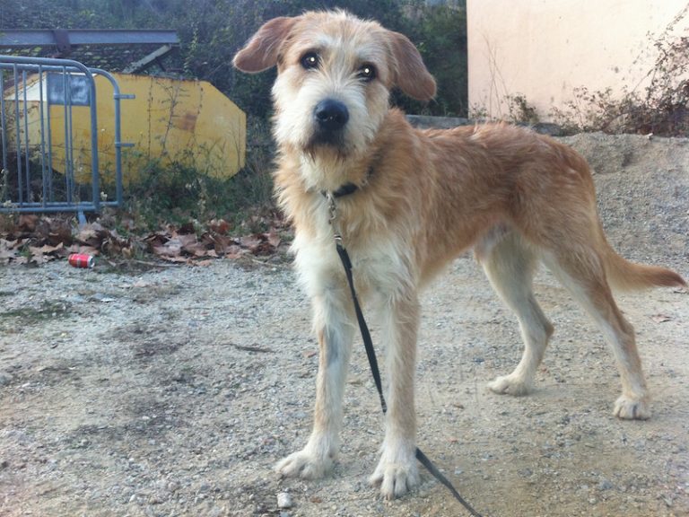 Adiestramiento Boncan perro mezcla Barcelona