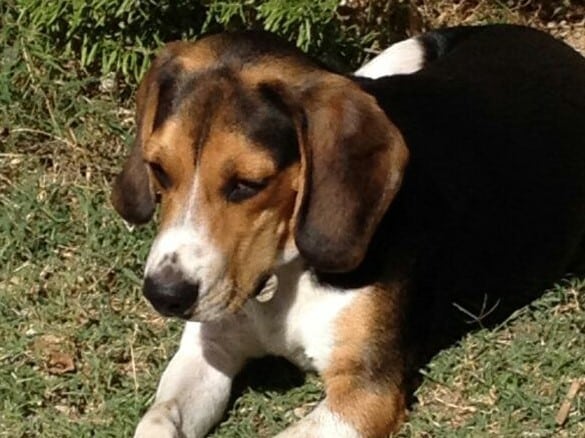 Adiestramiento Boncan Beagle Barcelona