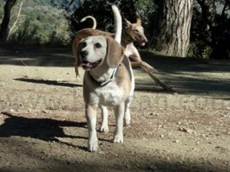 Adiestramiento Boncan Beagle Barcelona