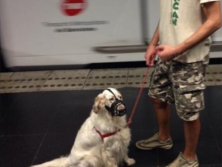 Con perro en el metro de Barcelona