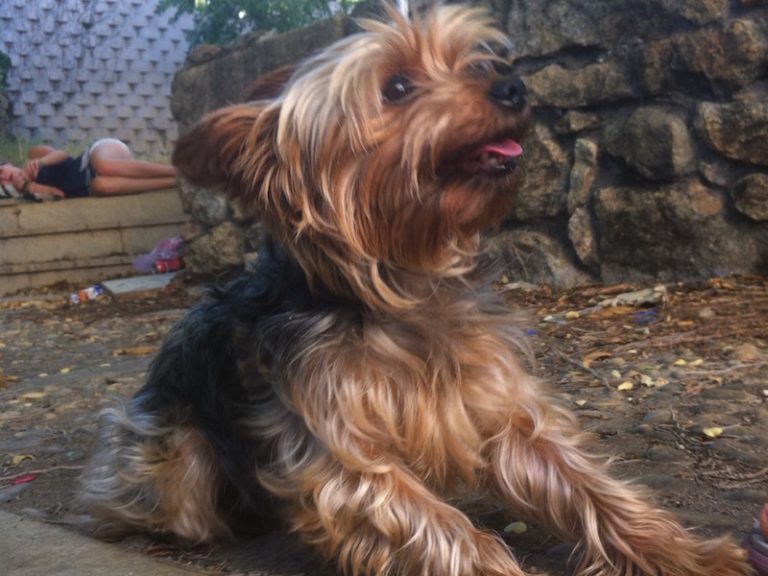 Adiestramiento Boncan Yorkshire Terrier Barcelona