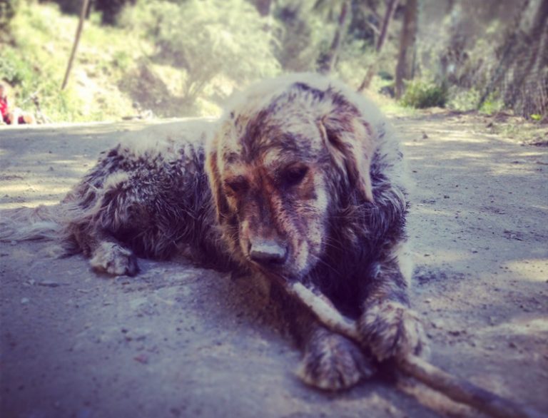Adiestramiento Boncan Golden Retriever Barcelona