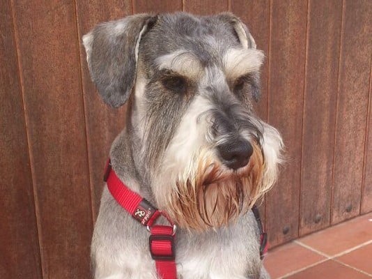 Adiestramiento Boncan Schnauzer Barcelona