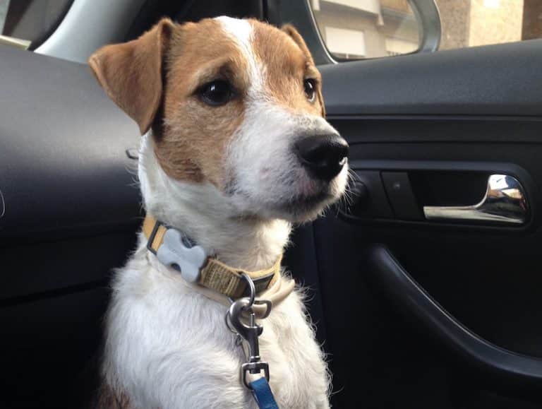 Adiestramiento Boncan Jack Russell Barcelona
