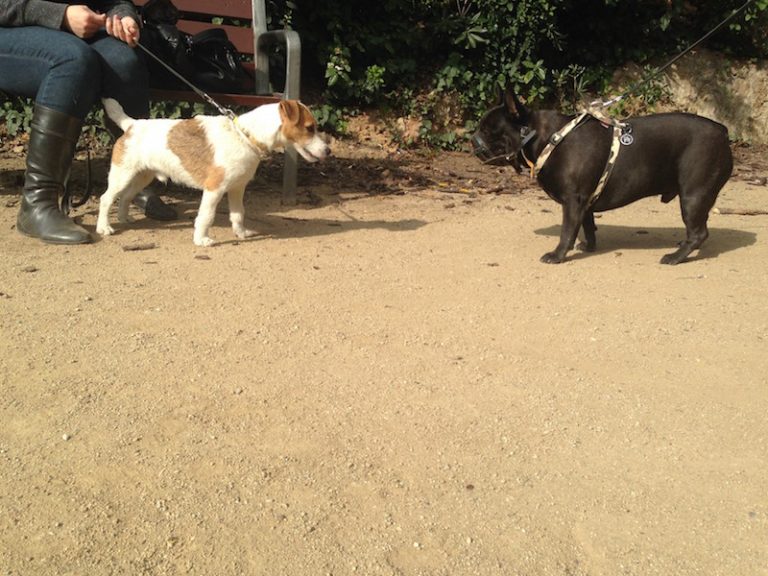 Adiestramiento Boncan Bulldog Francés Barcelona
