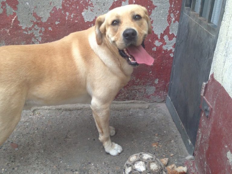 adiestramineto labrador retriever