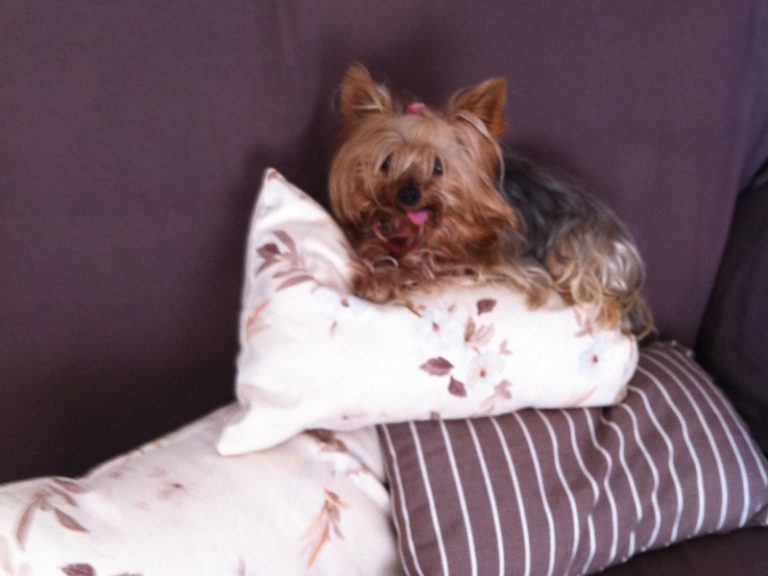Boncan adiestramiento yorkshire terrier