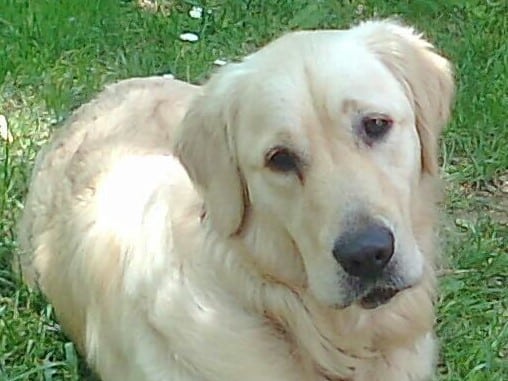 Adiestramiento Golden Retriever Boncan