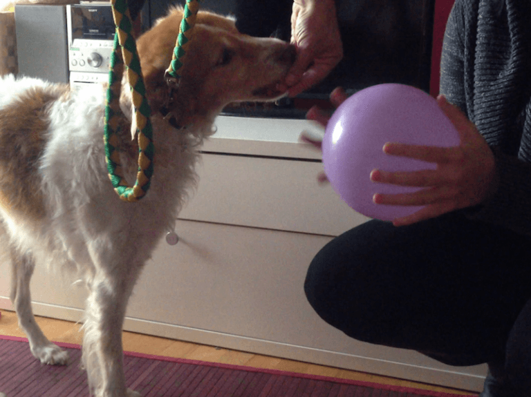 Adiestramiento Boncan perro mezcla Barcelona