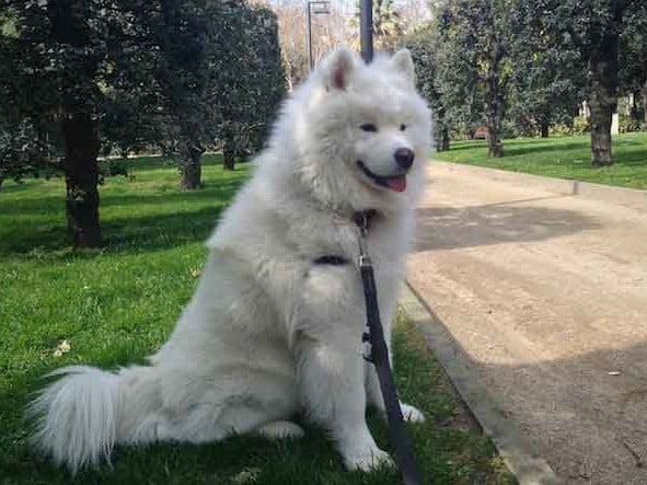 Adiestramiento Boncan Samoyedo Barcelona