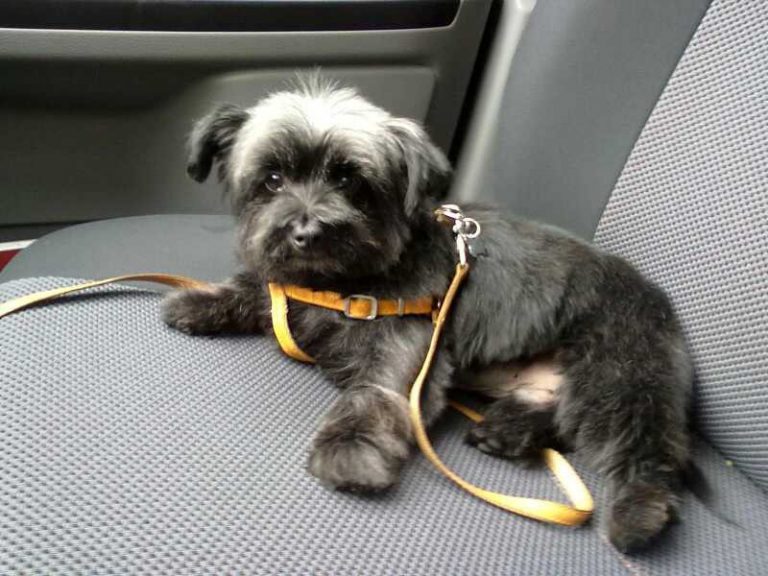 Adiestramiento Boncan perro mezcla Barcelona