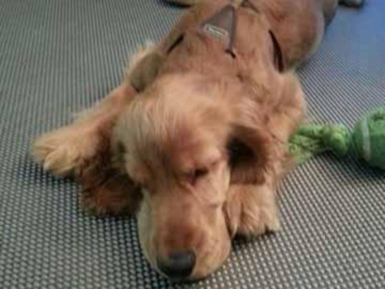 Adiestramiento Boncan Cocker Spaniel Inglés Barcelona