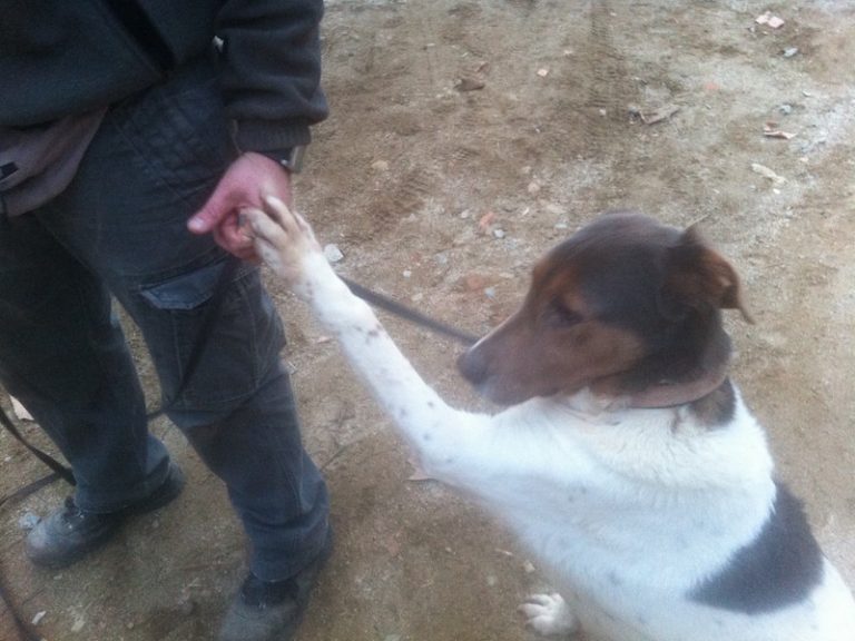 Adiestramiento Boncan Perro Mezcla Barcelona