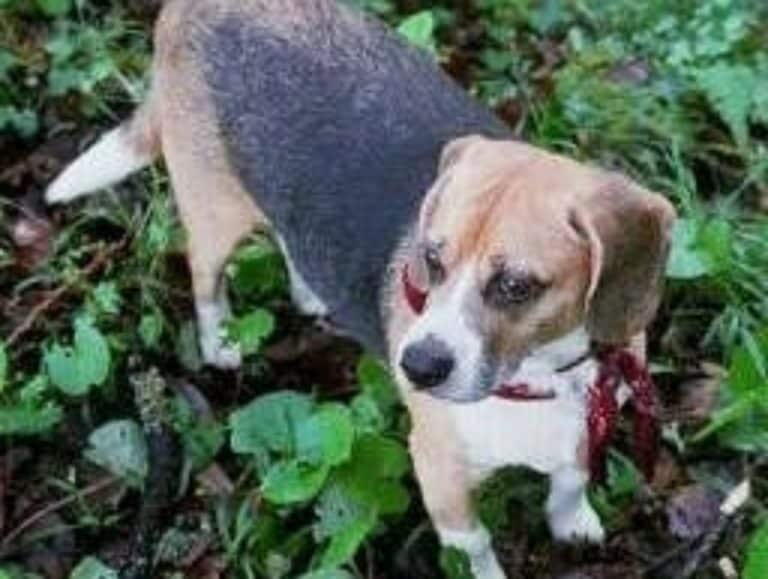 Adiestramiento Boncan Beagle Barcelona