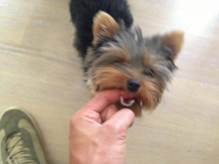 Adiestramiento Boncan Yorkshire Terrier Barcelona-yorkshire