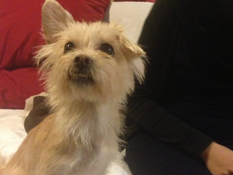 Adiestramiento Boncan perro mezcla Barcelona