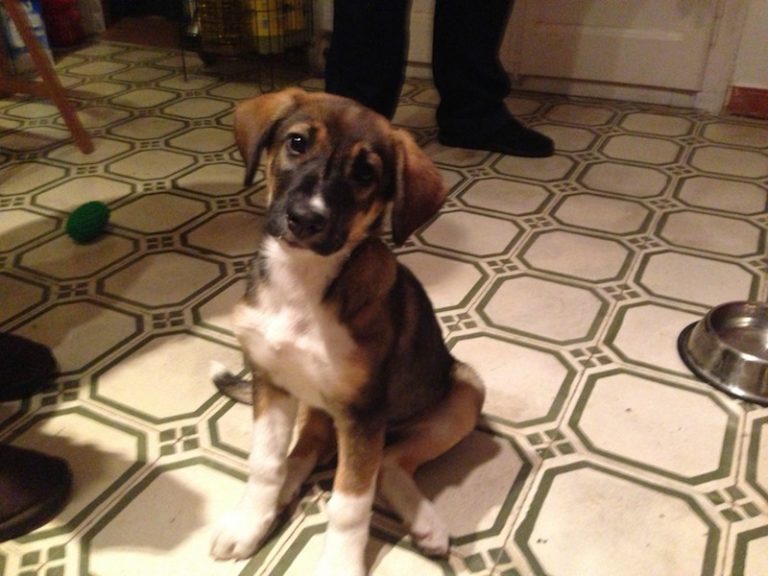 Adiestramiento Boncan Perro Mezcla Barcelona