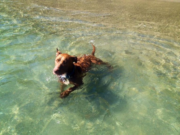Boncan, adiestramiento, educación y modificación de conducta canina en Barcelona - perro mezcla.
