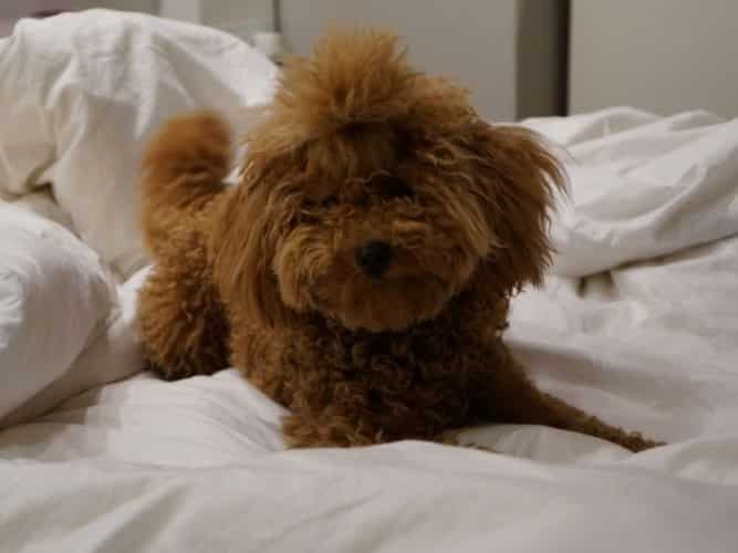 Boncan, adiestramiento, educación y modificación de conducta canina en Barcelona - Caniche