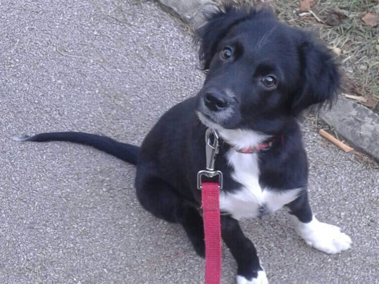 Boncan, adiestramiento, educación y modificación de conducta canina en Barcelona - Perro Mezcla