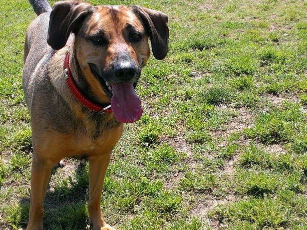 Boncan, adiestramiento, educación y modificación de conducta canina en Barcelona - Perro mezcla