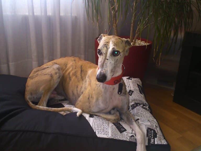 Boncan, adiestramiento, educación y modificación de conducta canina en Barcelona - Galgo