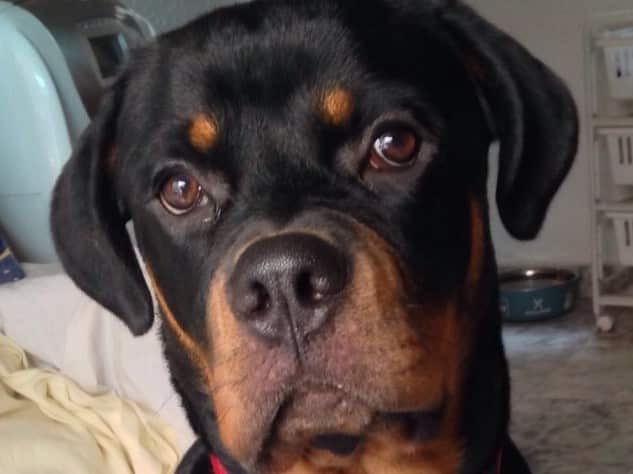 Boncan, adiestramiento, educación y modificación de conducta canina en Barcelona - Rottweiler