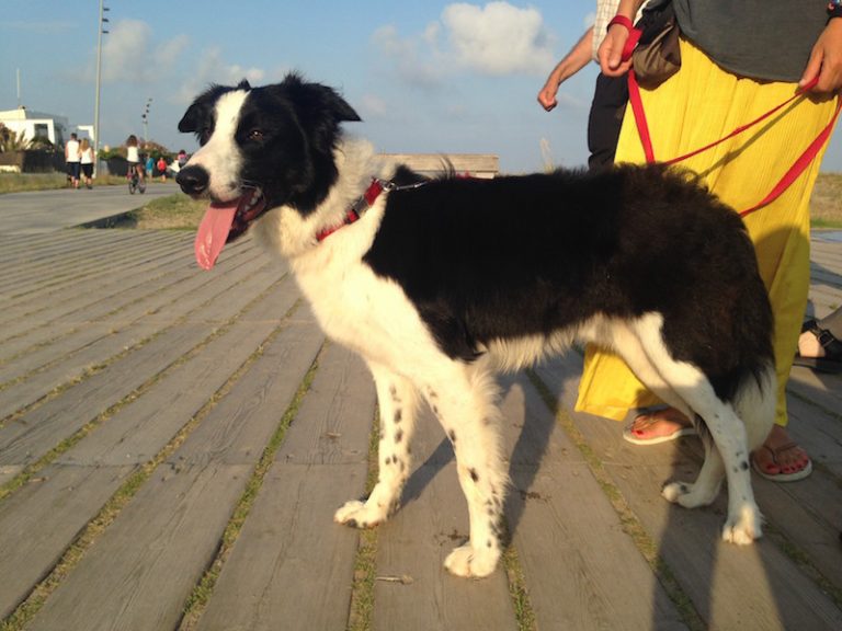 Boncan, adiestramiento, educación y modificación de conducta canina en Barcelona - Border Collie