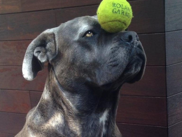 Boncan, adiestramiento, educación y modificación de conducta canina en Barcelona - Cane Corso