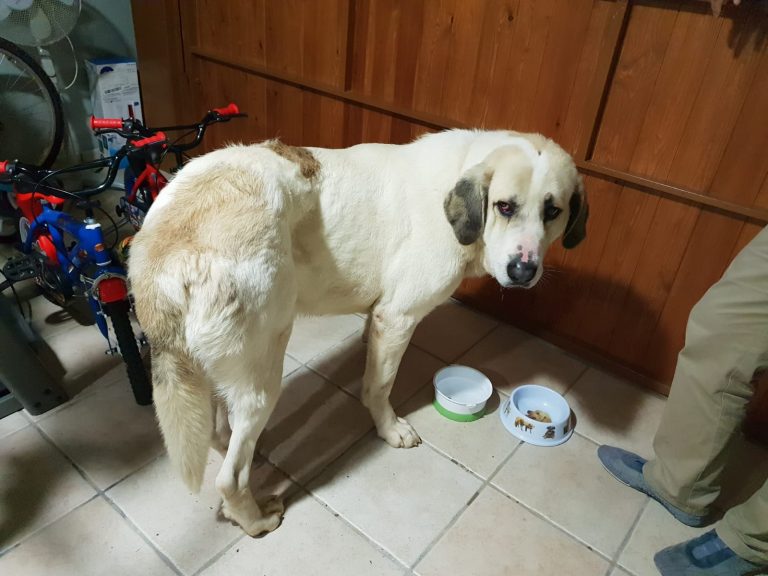 Que hacer cuando encuentras un perro perdido