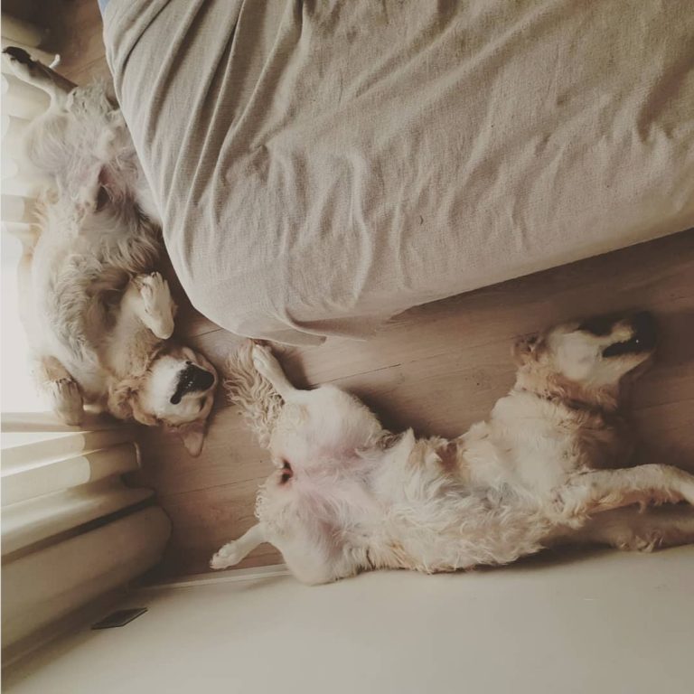 Boncan, adiestramiento, educación y modificación de conducta canina en Barcelona - Artículo sobre el descanso en para los perros.