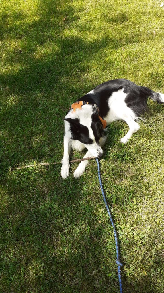 Border Collie de paseo Boncan