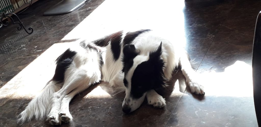 Border Collie descansando