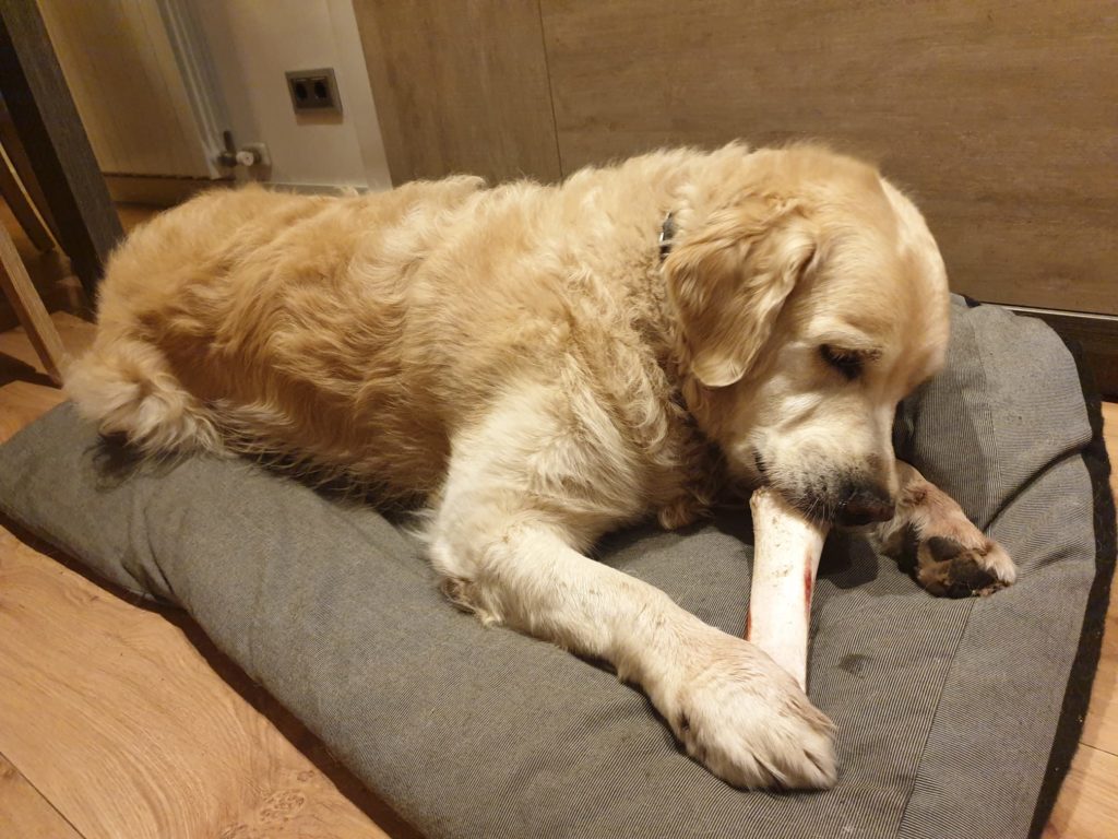 Golden Retriever con hueso Boncan