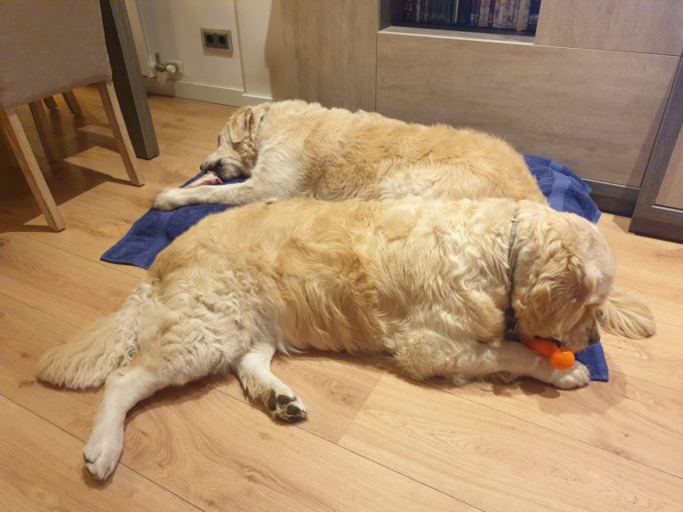 Golden Retriever con mordedor Boncan