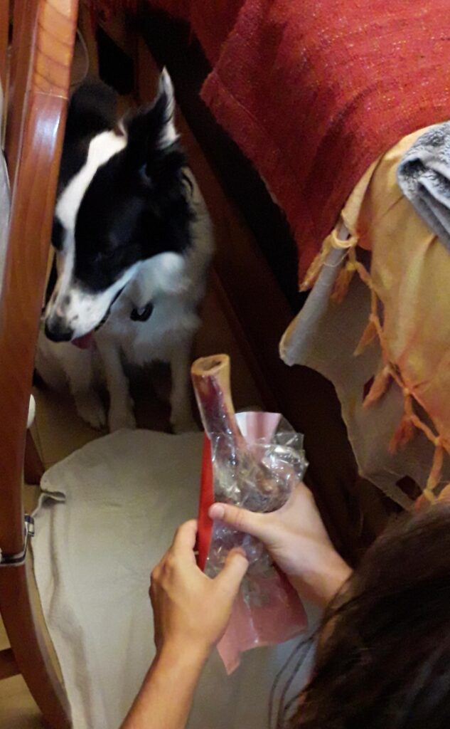 Boncan, adiestramiento, educación y modificación de conducta canina en Barcelona. Perros y petardos