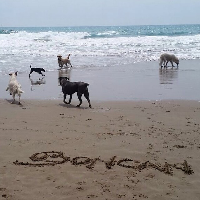 Logotipo boncan en la arena