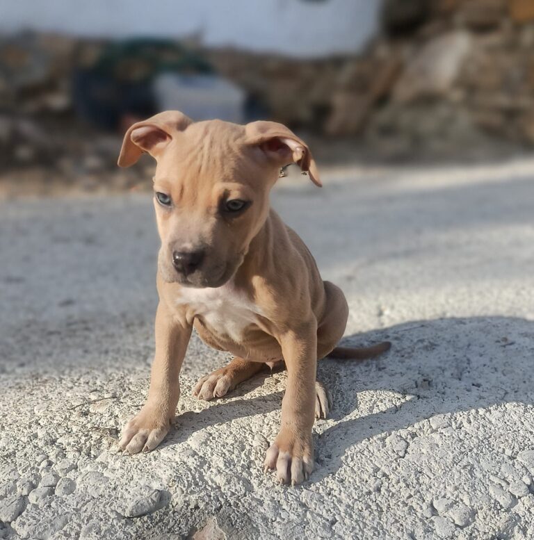 Boncan, adiestramiento, educación y modificación de conducta canina en Barcelona
