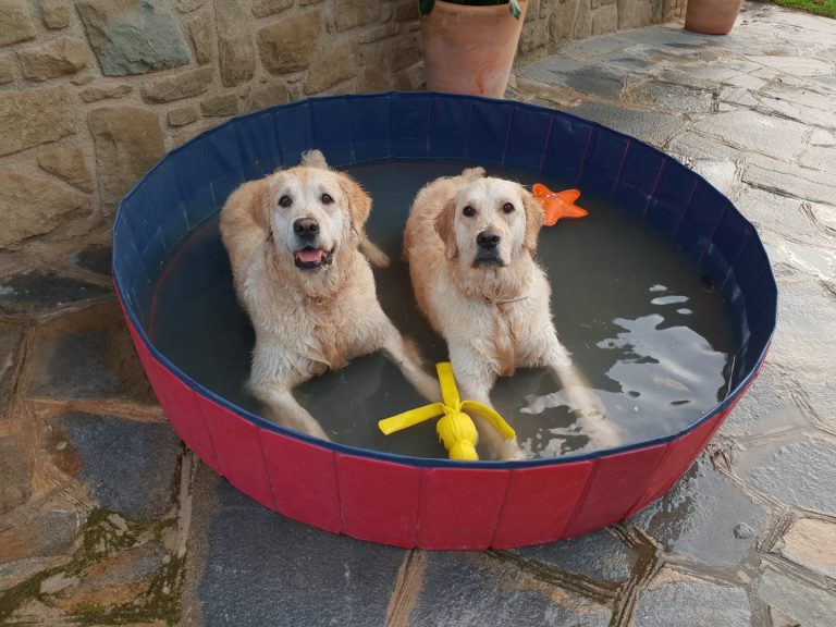 Equipo de perros de Boncan educación canina en Barcelona en una piscina